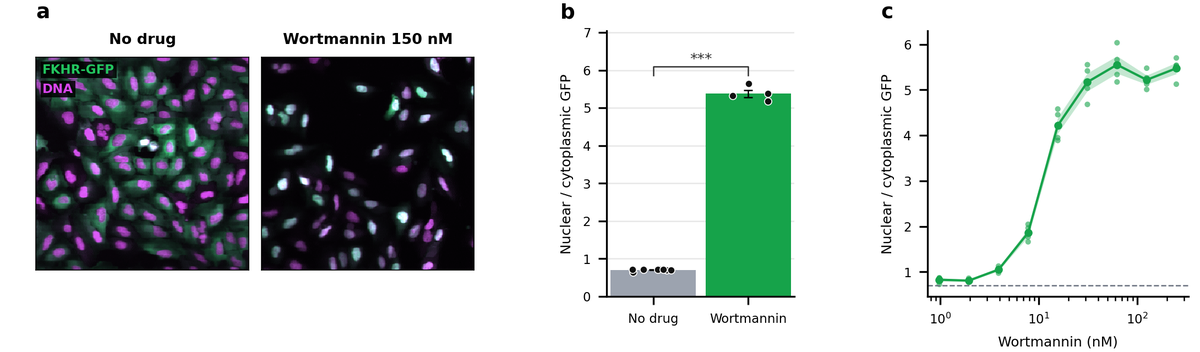 The finished figure: a, representative images without drug and with 150 nM Wortmannin (GFP green, DNA magenta); b, bars and dots of the nuclear/cytoplasmic GFP ratio per well; c, the dose-response curve