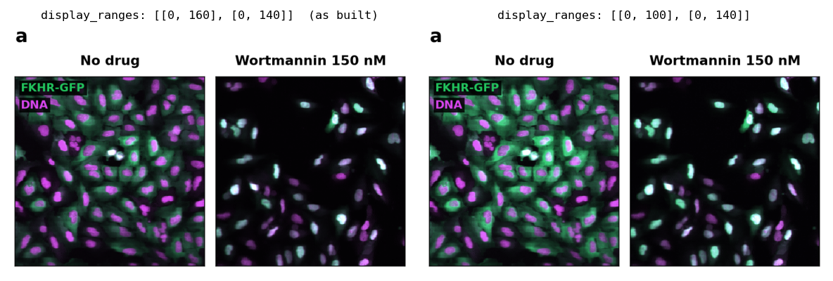 Panel a compared: on the left the original range, on the right the GFP range narrowed to 0-100, so the green is brighter